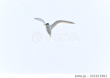 コアジサシ 102813961