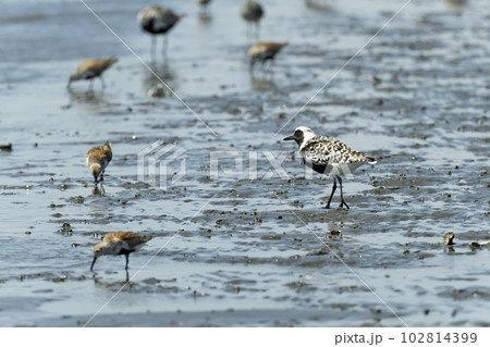 ダイゼン 102814399