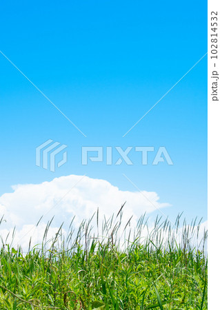 青空と大きな白い雲と草 青空と大きな白い雲と草 102814532