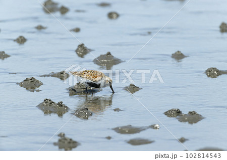 ハマシギ 102814543