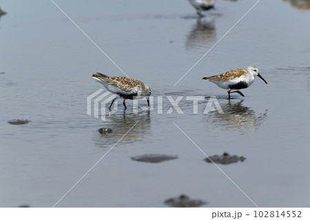 ハマシギ 102814552