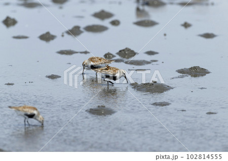 ハマシギ 102814555