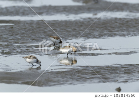 ミユビシギ 102814560