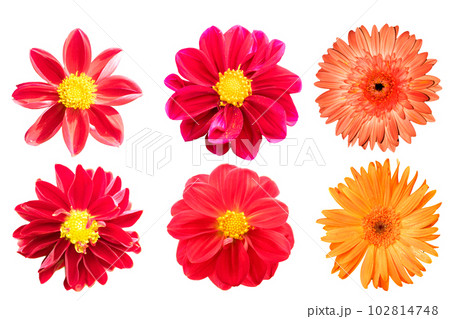 collection red chrysanthemum isolated on white background collection red chrysanthemum isolated on white background 102814748