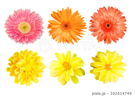 collection Yellow chrysanthemum and collection gerbera isolated on white background. 102814749