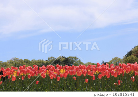 ちゅーりっぷ畑1886 ちゅーりっぷ畑1886 102815541