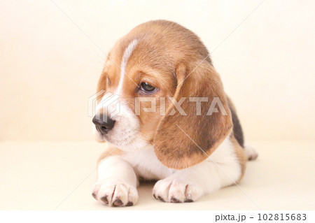 子犬のビーグル犬 102815683