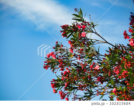 赤い夾竹桃の花と青空 102815684