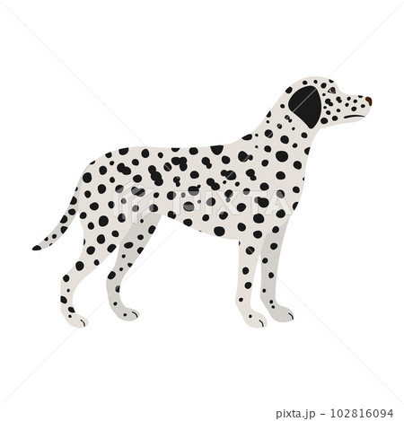 Vector flat hand drawn dalmatian dog 102816094