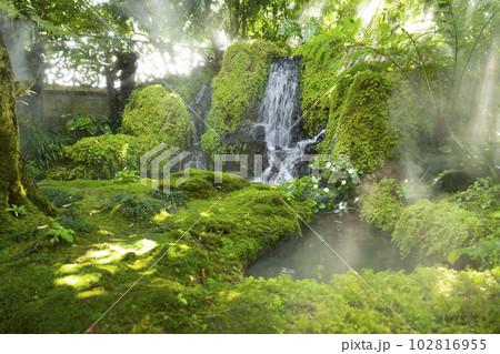 The Beautiful spring moss and fern in the garden under big trees, Chiang Mai, Thailand 102816955