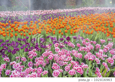 The Spring season concept background of Colorful tulip garden, outdoor day light The Spring season concept background of Colorful tulip garden, outdoor day light 102816963