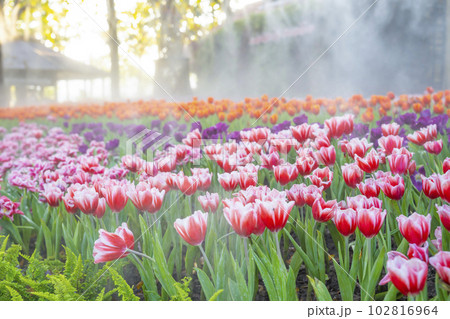 The Colorful pink tulip blooming in field plantation 102816964