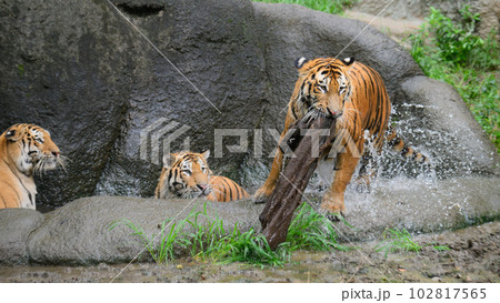 麻袋を咥え水場を飛び出すアムールトラの子（1歳半） 102817565
