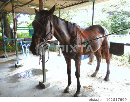 乗馬待ちのサラブレッド 乗馬待ちのサラブレッド 102817699