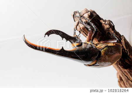 ヘラクレス・ヘラクレス 102818264