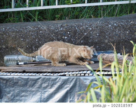 爪研ぎのトラ猫 爪研ぎのトラ猫 102818597