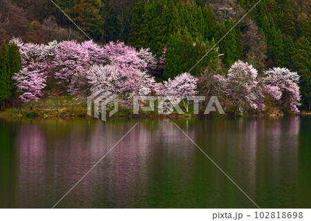 信州の春　中綱湖の桜　長野県大町市 102818698