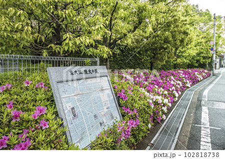 新緑とツツジ咲く東大阪歴史の道 102818738