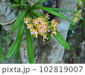 Topical orchid flowers.Aerides flabellata Rolfe ex Downie.Aerides flabellata. 102819007