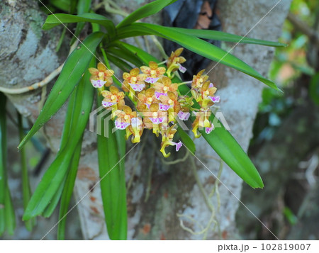 Topical orchid flowers.Aerides flabellata Rolfe ex Downie.Aerides flabellata. 102819007