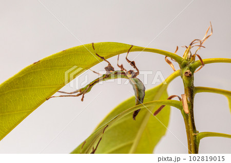 コノハムシ コノハムシ 102819015