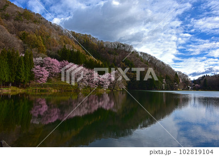 信州の春 中綱湖の桜 長野県大町市 信州の春 中綱湖の桜 長野県大町市 102819104