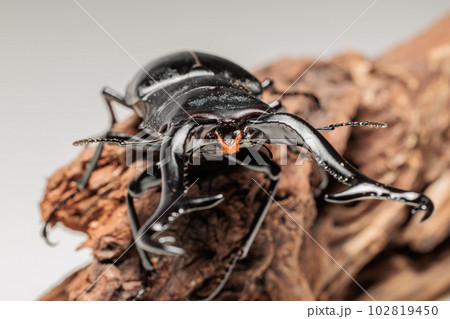 ギラファノコギリクワガタ ギラファノコギリクワガタ 102819450