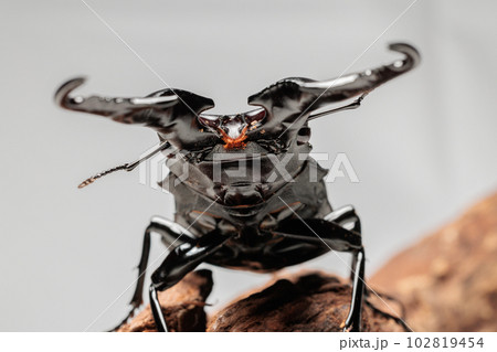 ギラファノコギリクワガタ 102819454