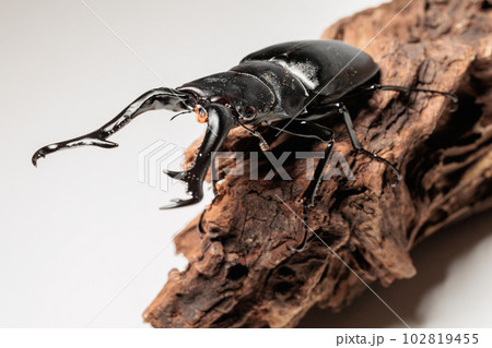ギラファノコギリクワガタ ギラファノコギリクワガタ 102819455