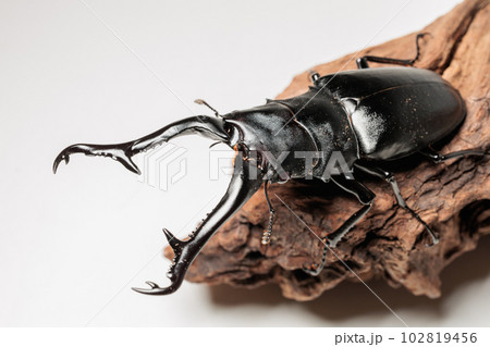 ギラファノコギリクワガタ 102819456