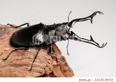 ギラファノコギリクワガタ 102819458