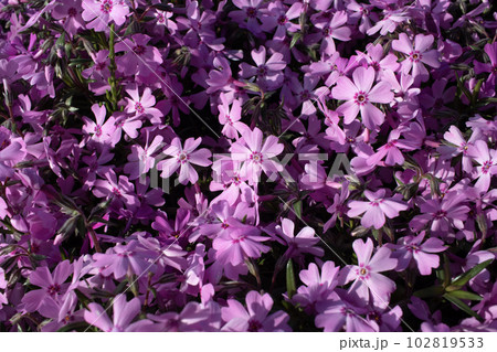 ピンクの芝桜 102819533