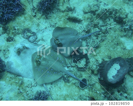 バリ島にてダイビング中に見つけた海の魚(ヤッコエイ) バリ島にてダイビング中に見つけた海の魚(ヤッコエイ) 102819850