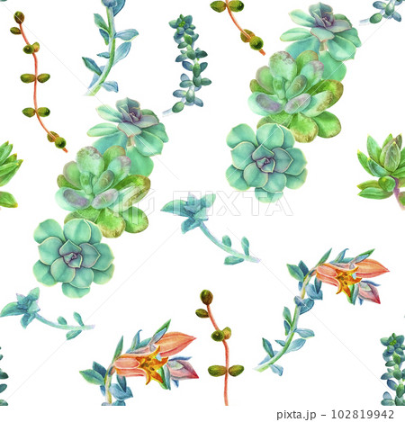 Pattern with elegant succulent, watercolor...のイラスト素材 [102819942] - PIXTA