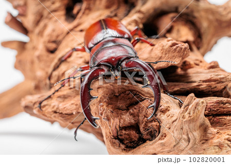 トカラノコギリクワガタ トカラノコギリクワガタ 102820001