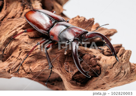 トカラノコギリクワガタ 102820003