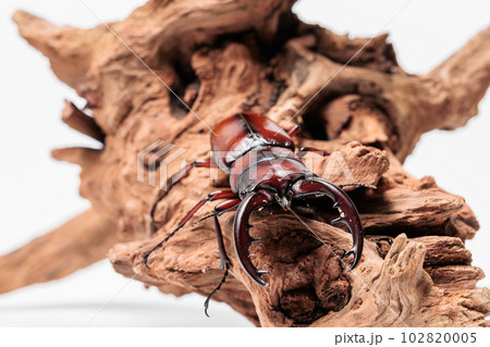 トカラノコギリクワガタ トカラノコギリクワガタ 102820005