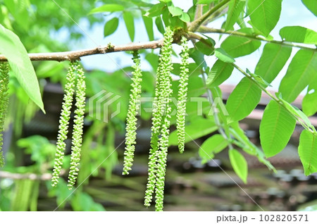 胡桃の雄花 胡桃の雄花 102820571