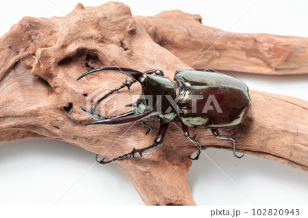 アトラスオオカブト 102820943