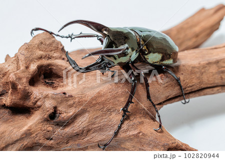 アトラスオオカブト 102820944