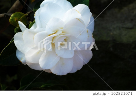 百合が原公園のツバキ展 百合が原公園のツバキ展 102821071