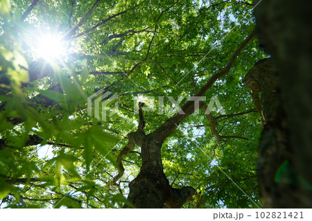 京都和束の新緑の丘 京都和束の新緑の丘 102821421