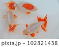 金魚「出雲南京」 102821438