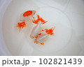 イズモナンキン 102821439