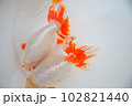 キンギョ「いずも南京」 102821440