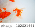 きんぎょ「いずも南京」 102821441
