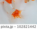 きんぎょ「いずもなんきん」 102821442
