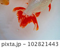 「いずも南京」きんぎょ 102821443