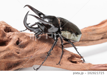 コーカサスオオカブト 102821725
