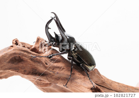 コーカサスオオカブト 102821727